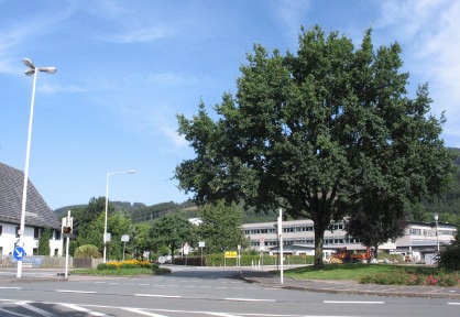 Die neuen Eichen in Böddinghausen