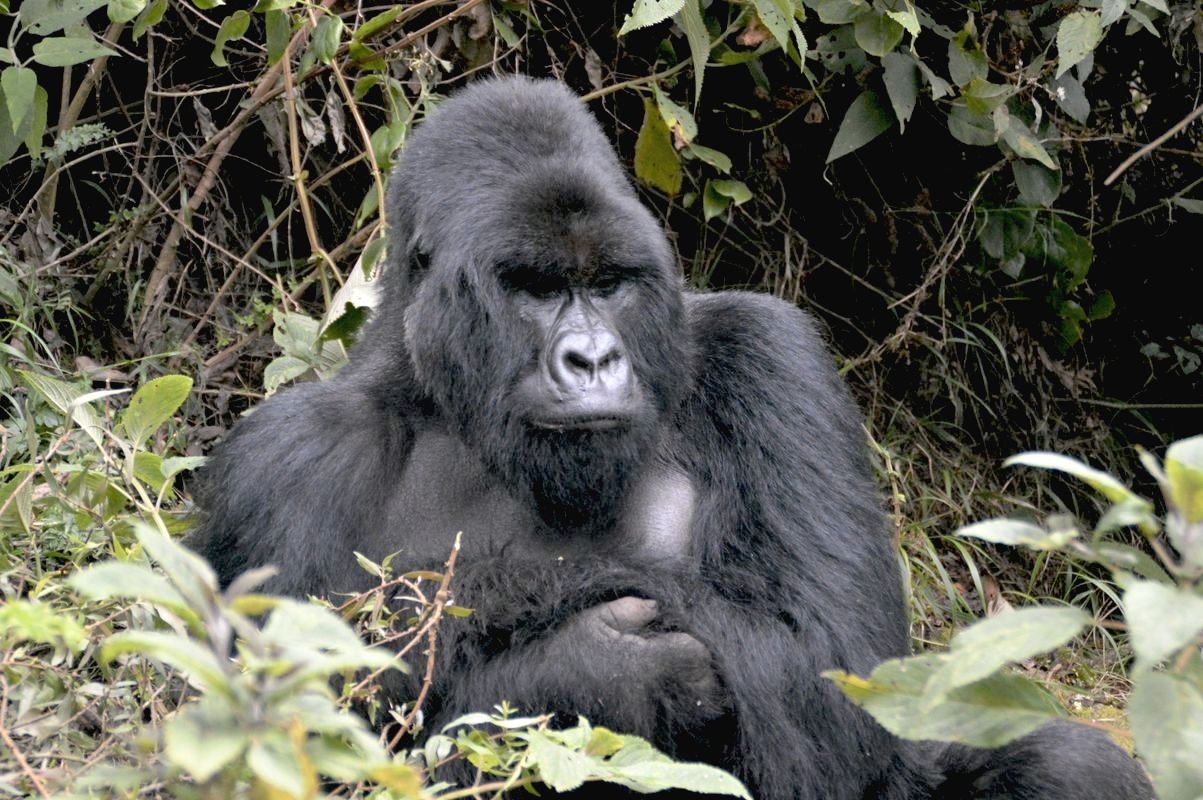 Berggorilla im Virunga-Nationalpark