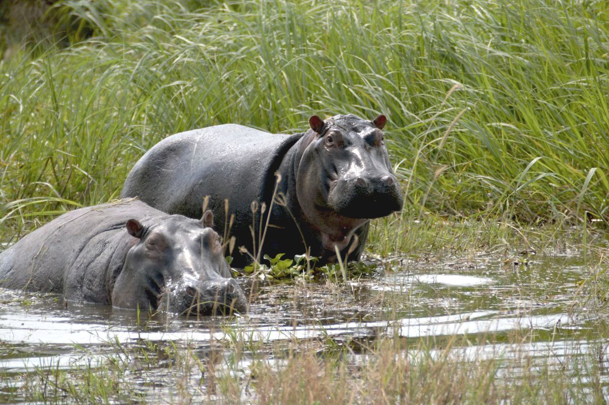 Nilpferde im Akagera-Nationalpark