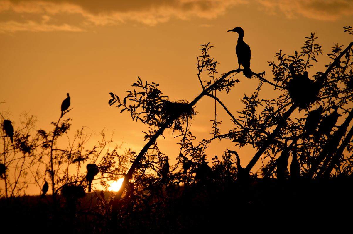 Kormorane im Akagera-Nationalpark