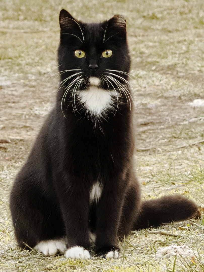 Katzenbilder gehen immer
