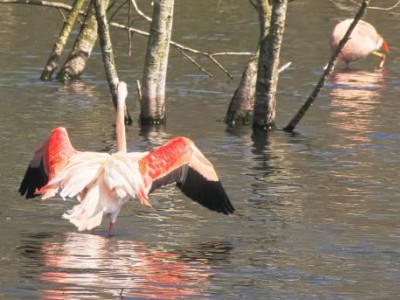 Flamingos im Zwillbrucker Venn